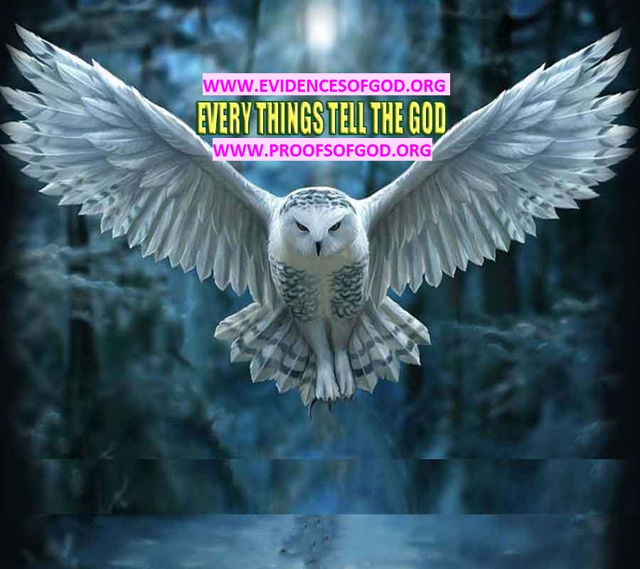 Proofs and Evidences of God, God exists proofs, God is real proofs and evidences, Proofs of God's existance